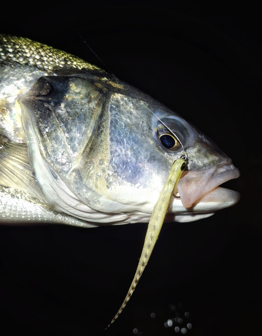 SEAN'S CASPER EEL