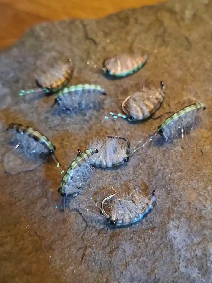SEAN'S GLOW GAMMARUS