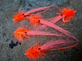 SEAN'S HI VIS SHRIMP (HOT ORANGE)