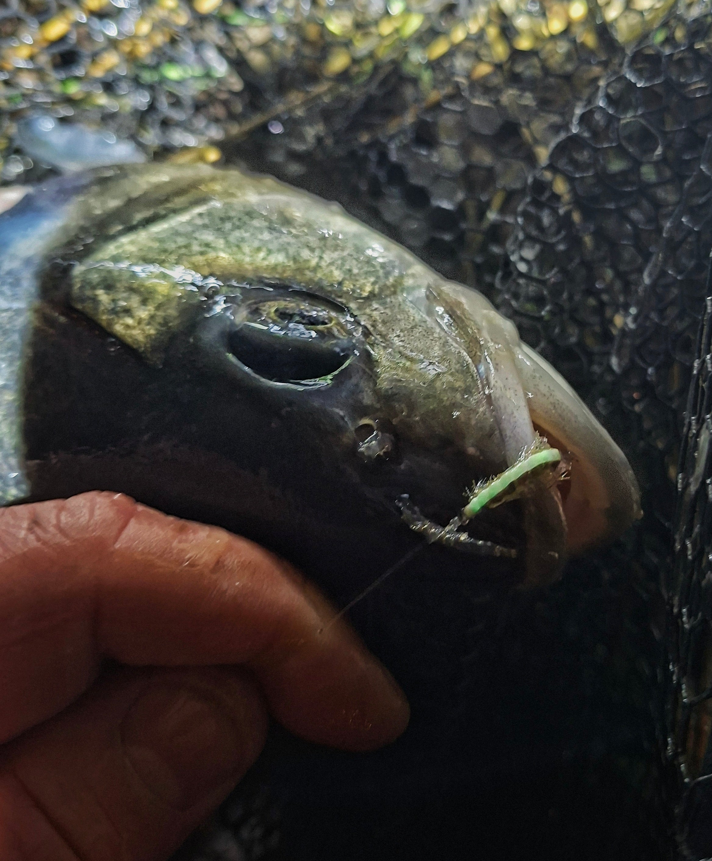 SEAN'S GLOW GAMMARUS